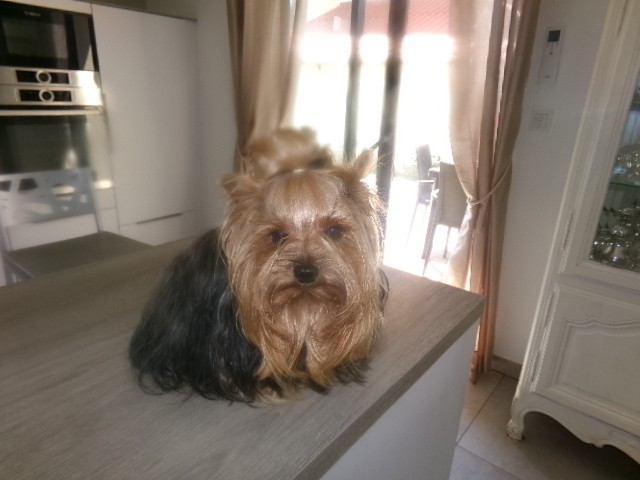 pirate des p'tits bouts d'amour (Sans Affixe)