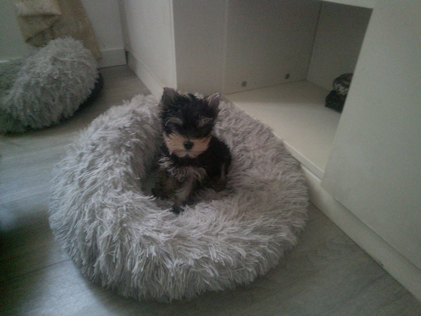 Chiot Yorkshire Terrier Huguette Duperray